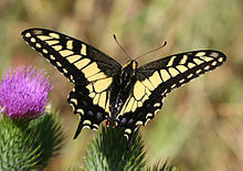 220px-Anise_swallowtail