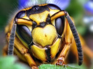 Face_of_a_Southern_Yellowjacket_Queen_(Vespula_squamosa)