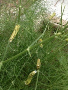 fennel cat