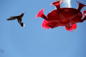 hummingbird feeder