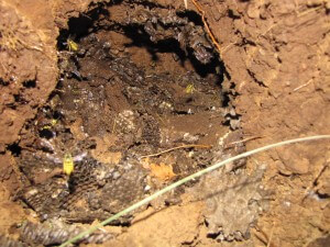 Underground_Yellowjacket_Nest