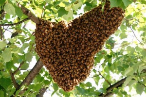 cluster swarm