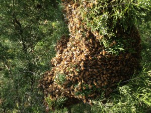 bee swarm-secondary