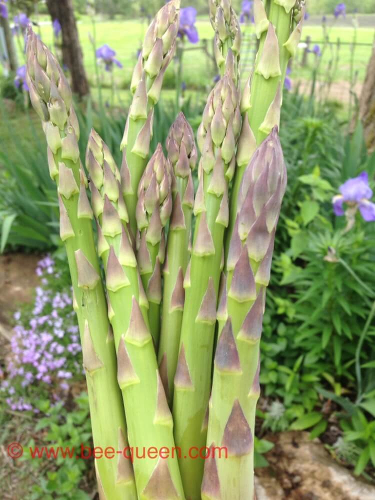 fresh asparagus